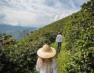 Климатические перемены негативно сказываются на кофейной индустрии Колумбии